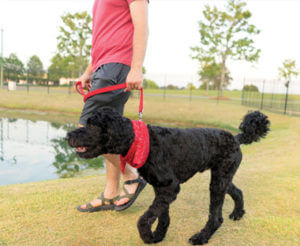 Walking Dog at the Morgan