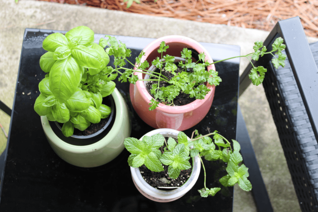 Plants For Apartment Living