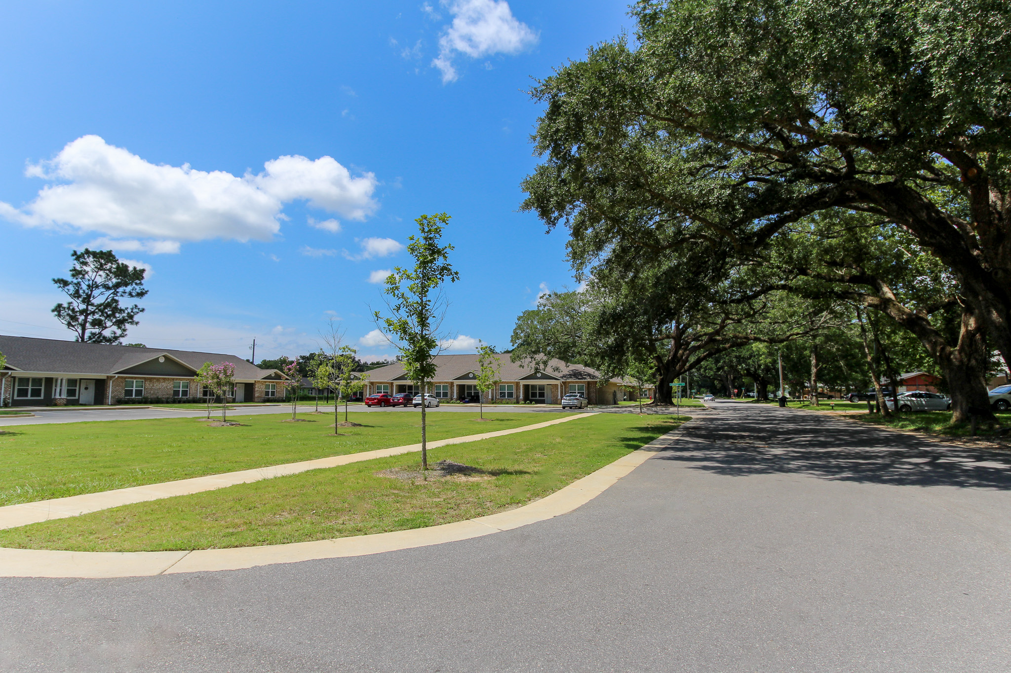 11 South Oak Trees