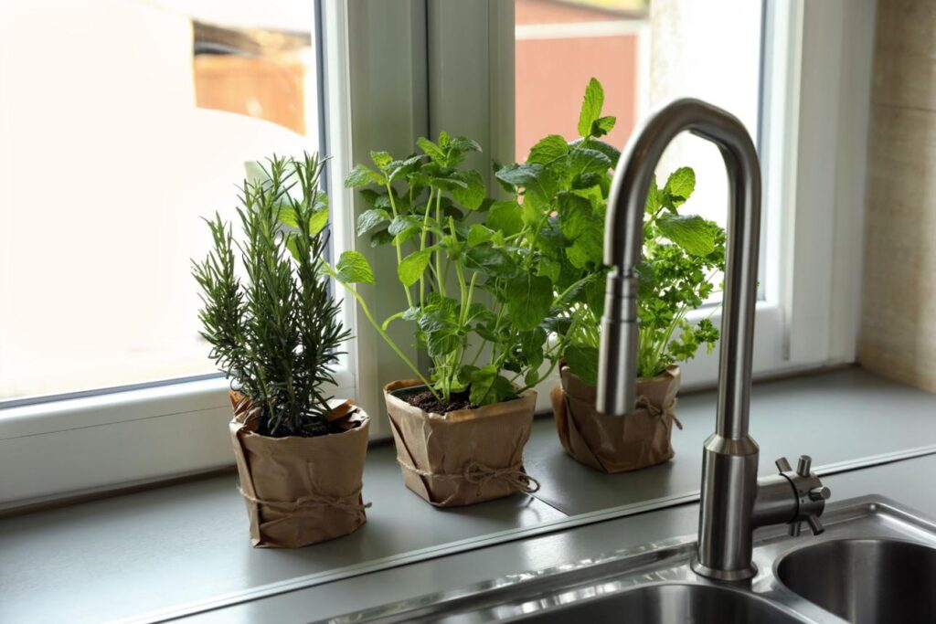 best herbs for apartment living